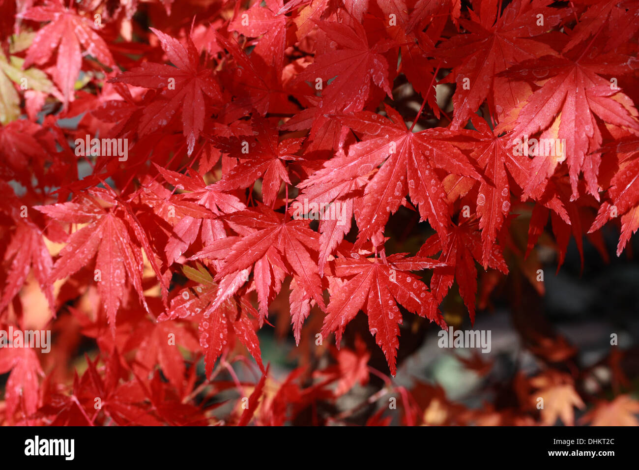 Japanese Maple, Acer palmatum, Aceraceae. Sapindaceae. In Autumn Colour. Stock Photo