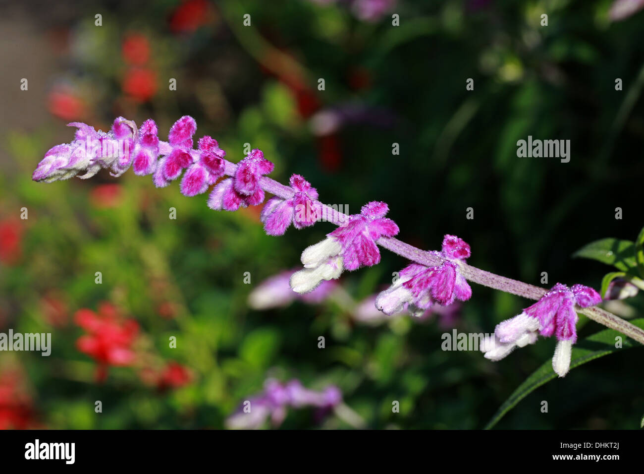 Mexican Bush Sage, Salvia leucantha, Lamiaceae, Central and Eastern Mexico, North America. Stock Photo