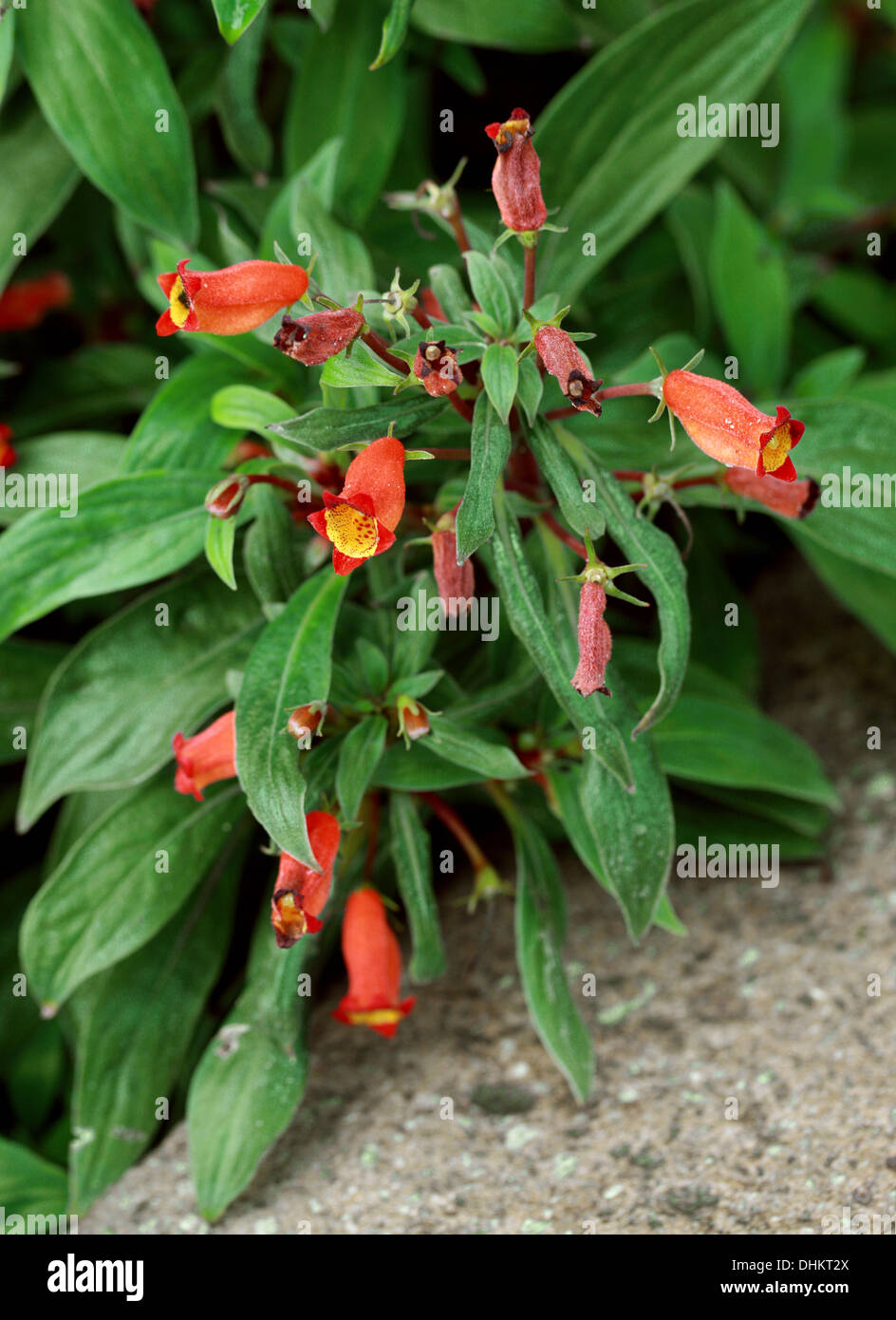 Seemannia sylvatica, Gesneriaceae. Andes, South America. Stock Photo