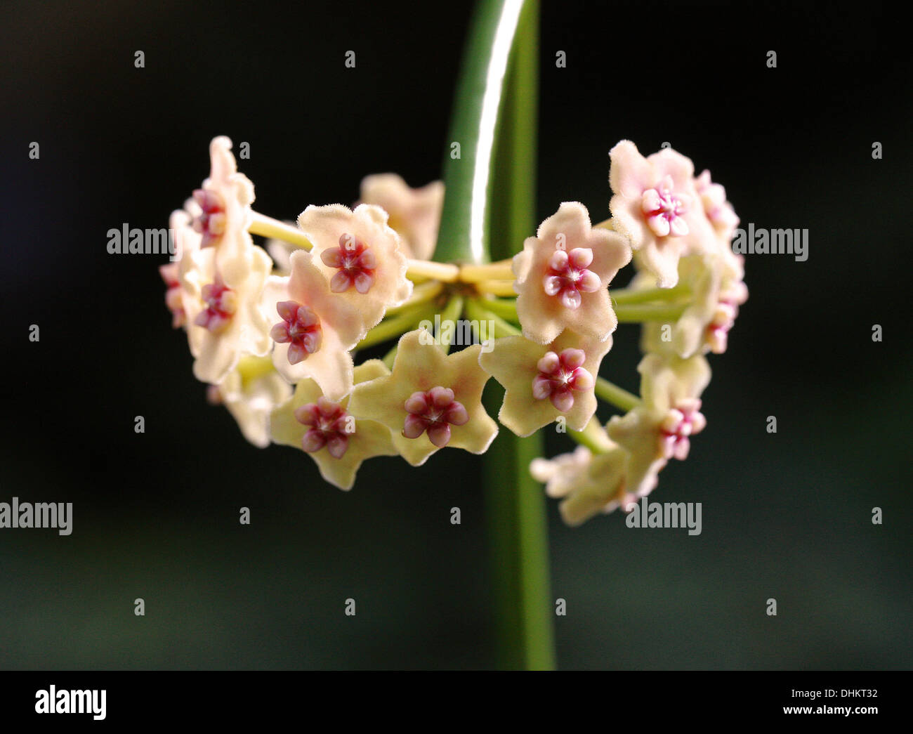 Waxplant, Waxvine or Waxflower, Hoya diversifolia, Apocynaceae. Cambodia, Indonesia (Borneo, Java, Sumatra), Laos, Malaysia. Stock Photo