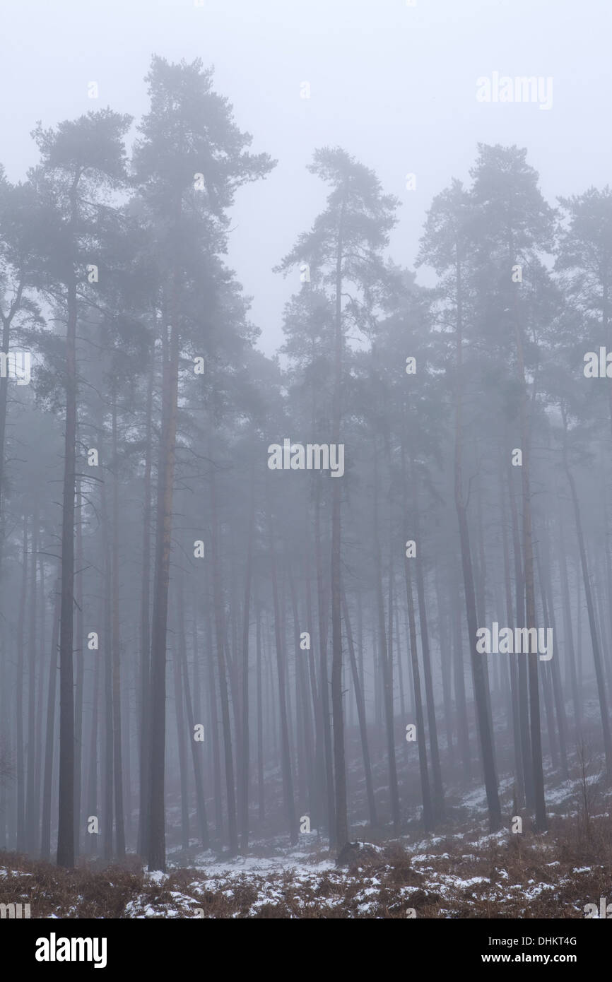 Pine trees in winter shrouded in fog with a light dusting of snow on the ground, Cannock Stock Photo