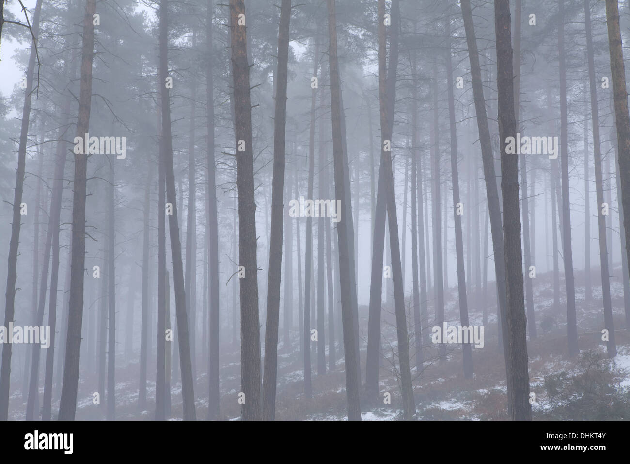 Pine trees in winter shrouded in fog with a light dusting of snow on the ground, Cannock Stock Photo