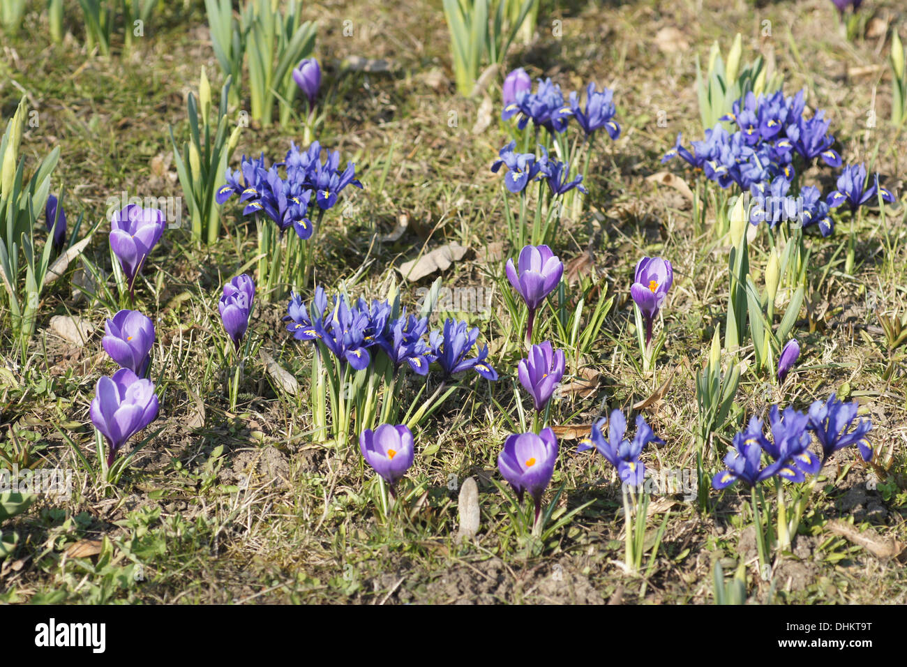 Crocuses and dwarf irises Stock Photo