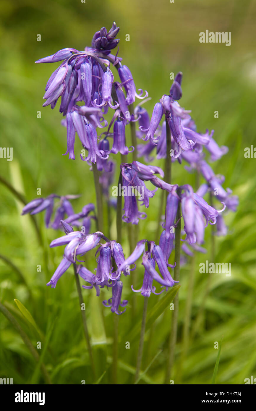 A clump of English Bluebells, Hyacinthoides non-scripta, that has natralised on the Malvern Hills Stock Photo