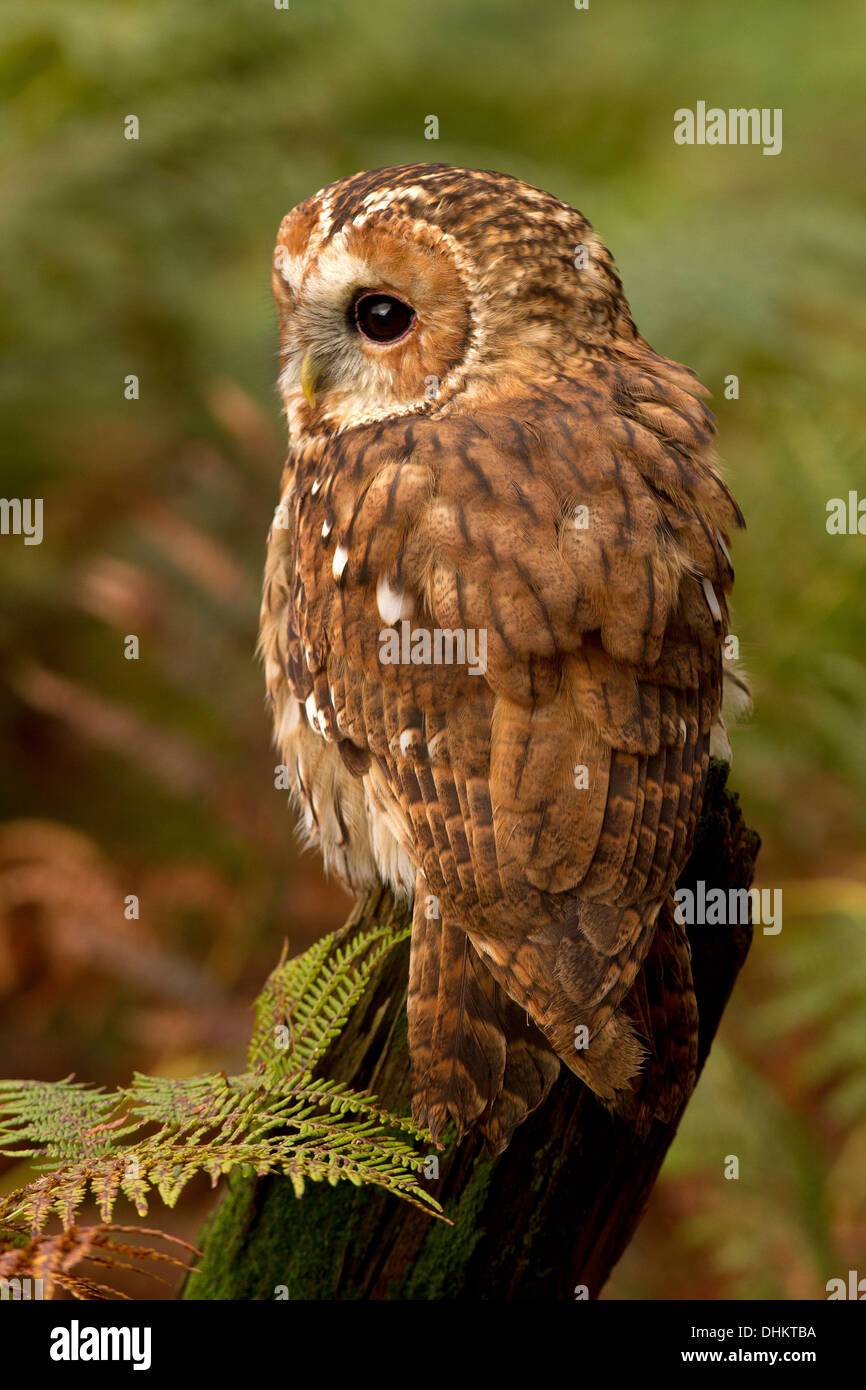 Tawny Owl, Strix aluco sitting on a tree stump Stock Photo