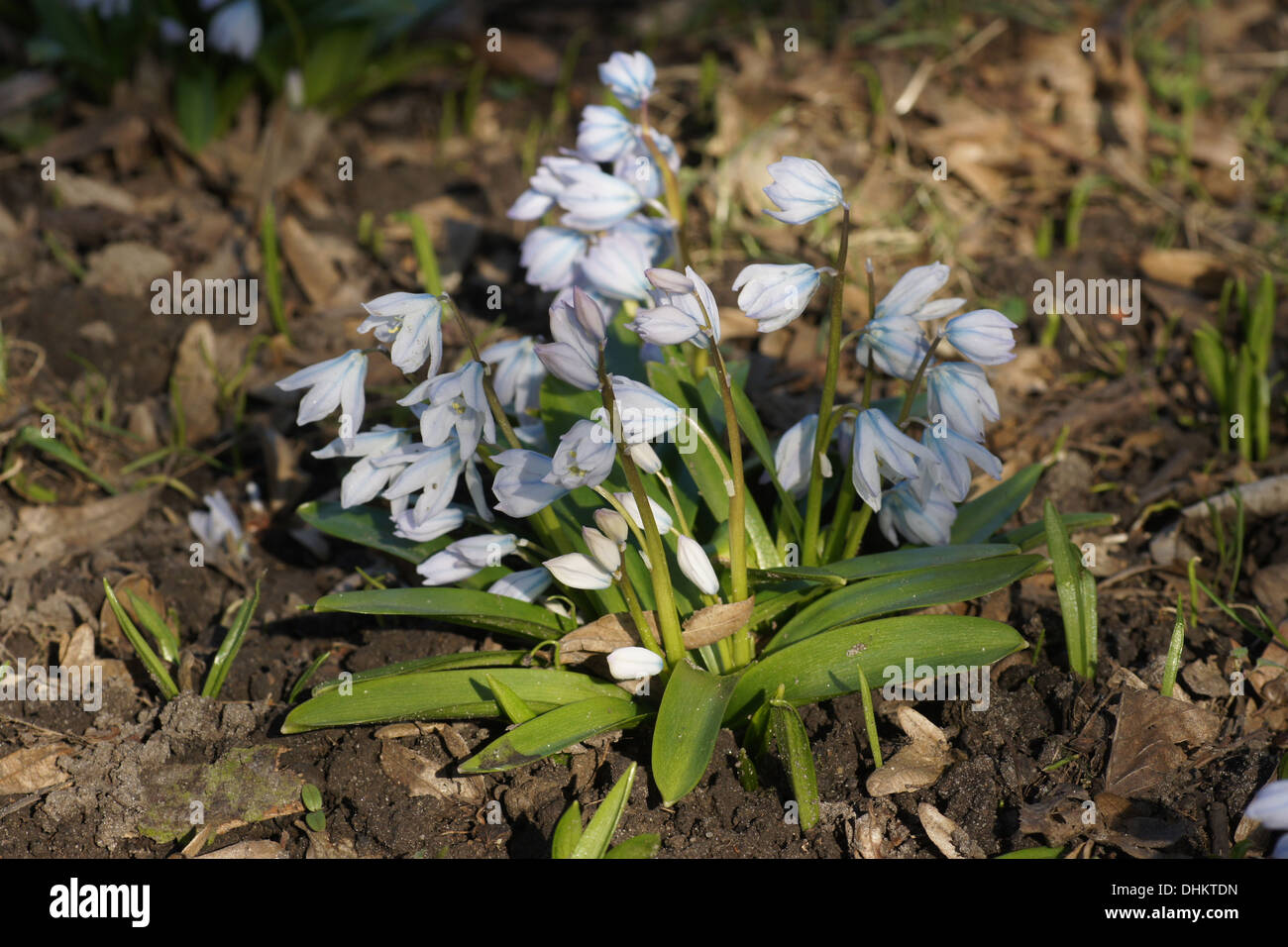 Early squill Stock Photo
