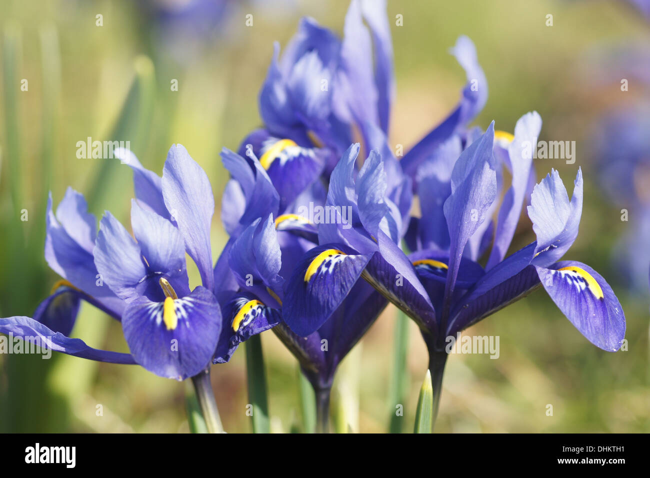 Dwarf irises Stock Photo