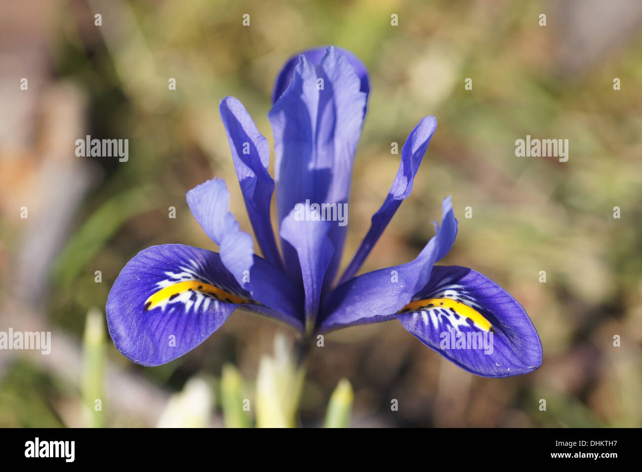 Dwarf iris Stock Photo