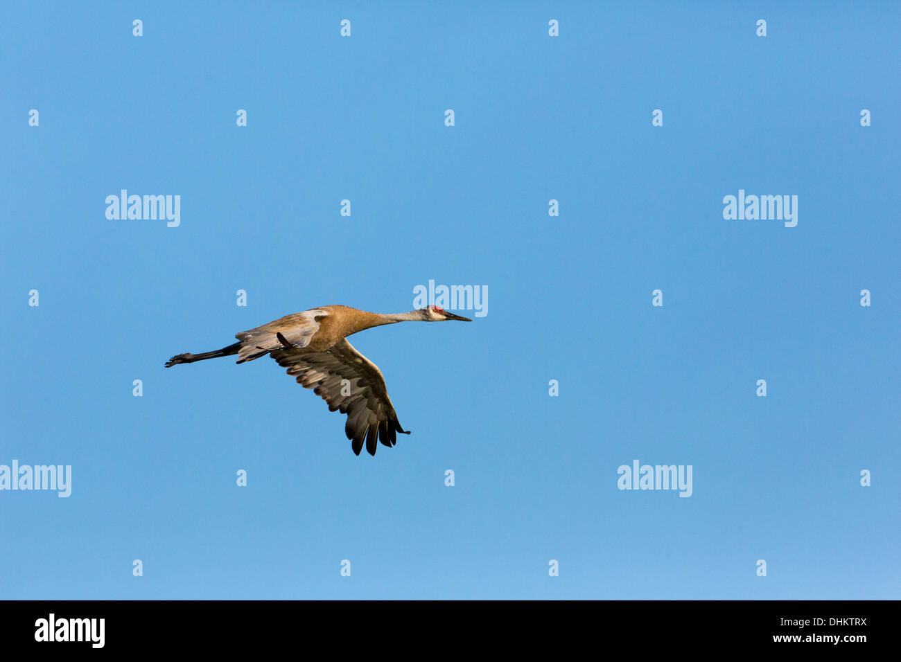Sandhill crane flying Stock Photo