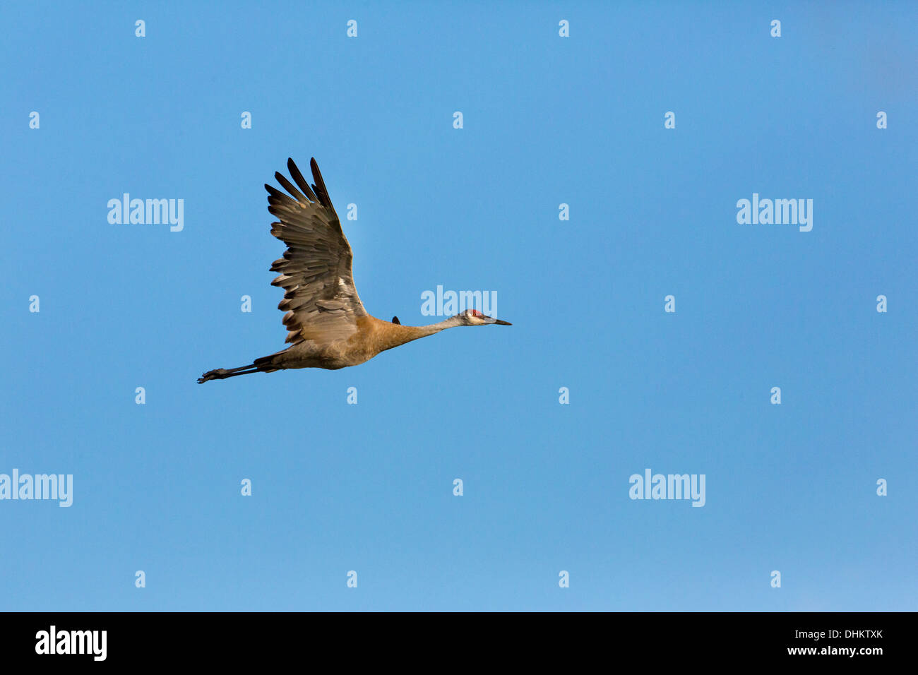 Sandhill crane flying Stock Photo