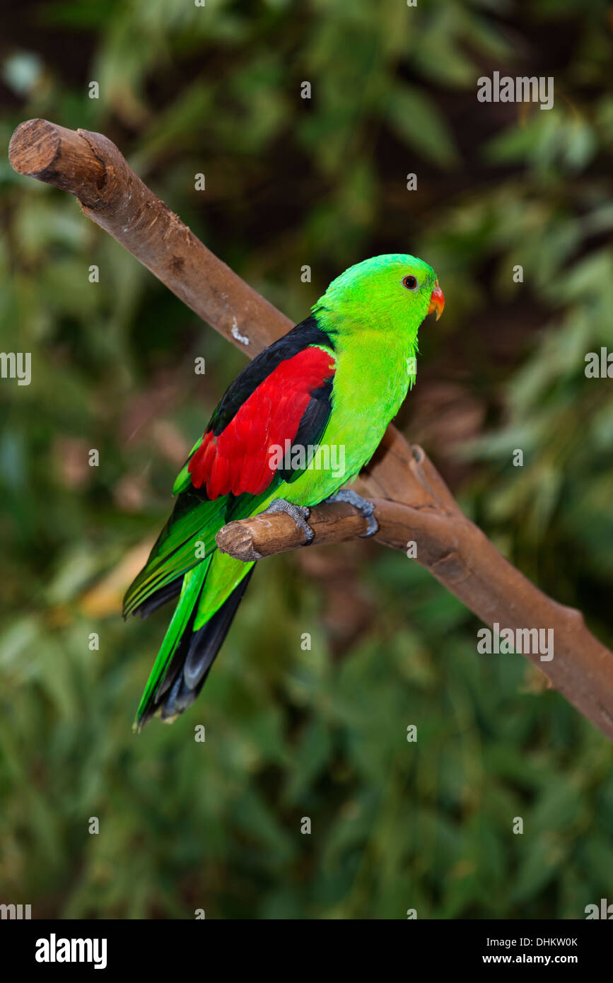 Red winged parrot (Aprosmictus erythropterus) in Newcastle's Blackbutt