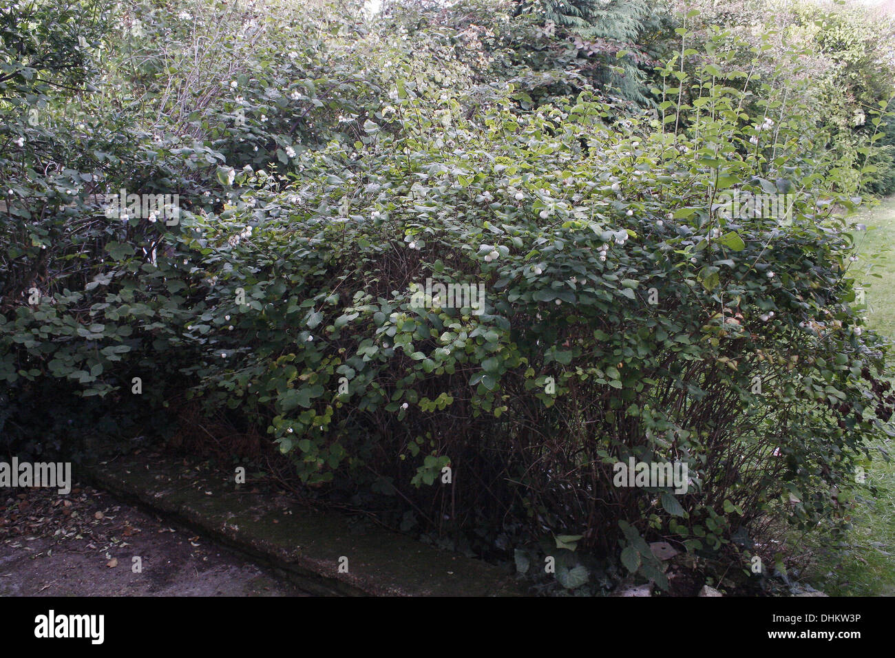 Snowberry bushes in garden Symphoricarpos albus laevigatus Stock Photo