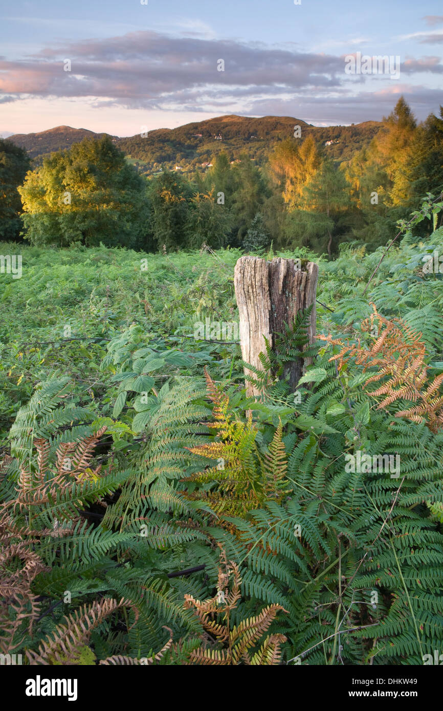 Wooden fence post amongst bracken and weeds near British Camp, on the Malvern Hills, Worcestershire Stock Photo