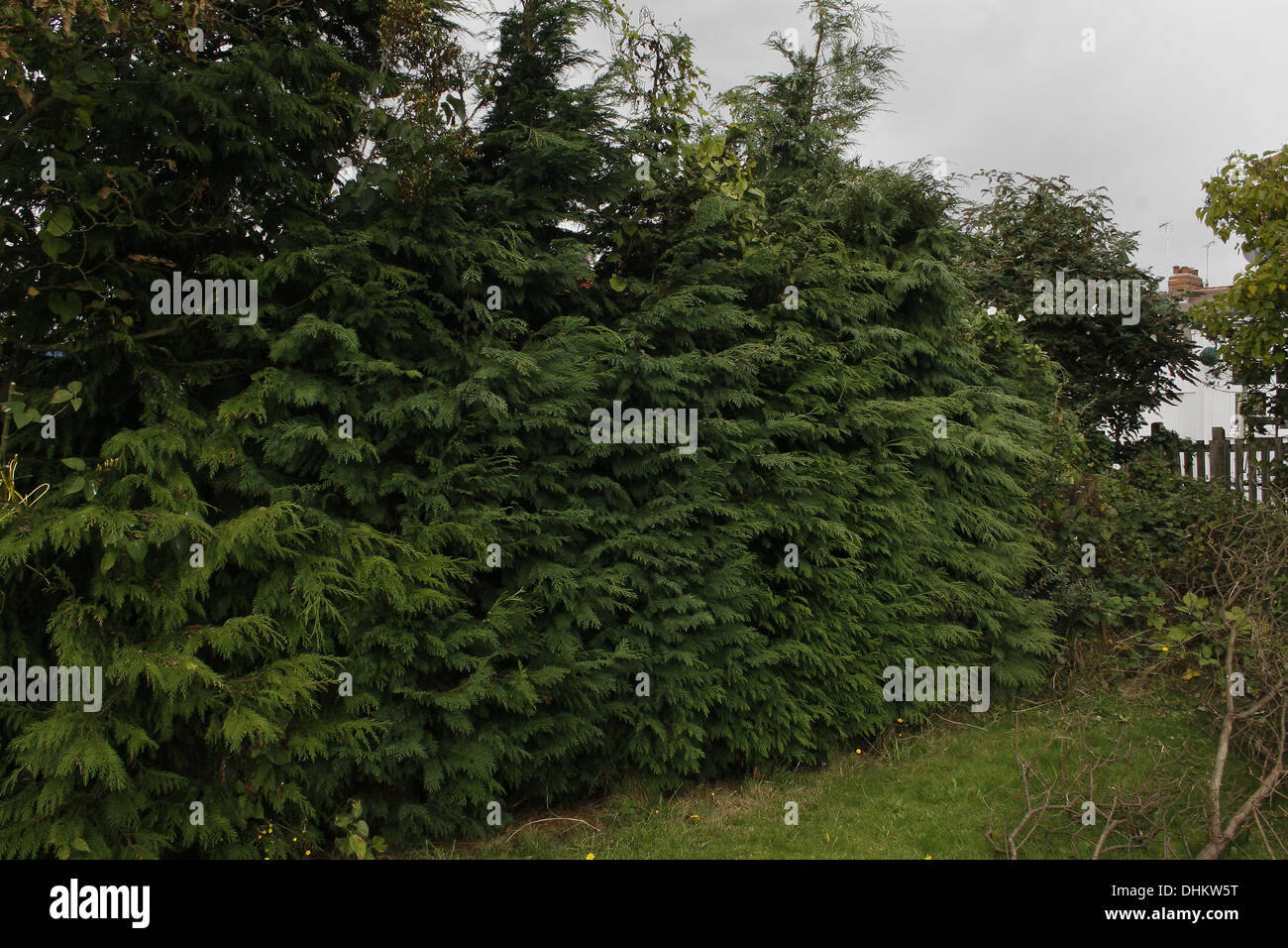 hedgerow of conifers in garden Leylandii Stock Photo