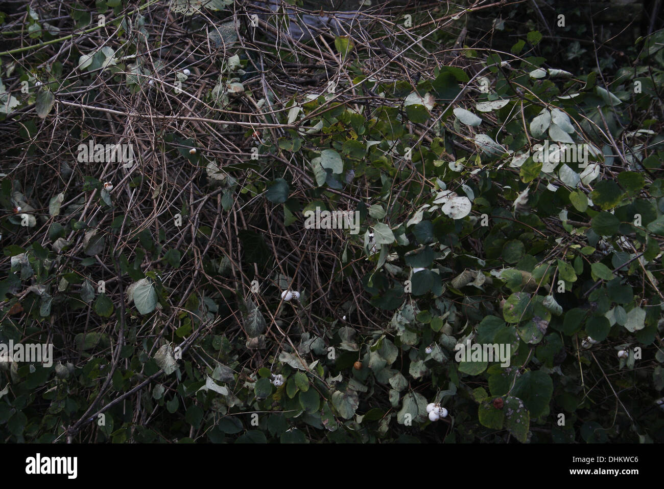 chopped down Snowberry bushes in garden Symphoricarpos albus laevigatus Stock Photo