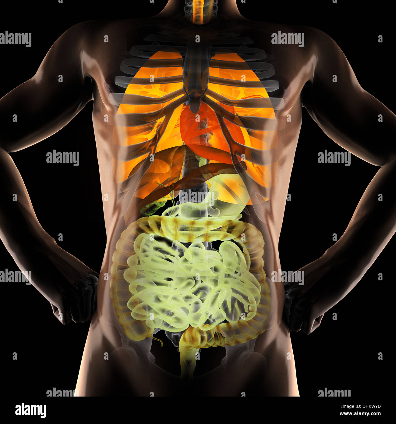 Желудочно-кишечный тракт человека. Желудок и неправильное питание. Еда внутри человека. Заболевания органов пищеварения картинки. Желудок рисунок.