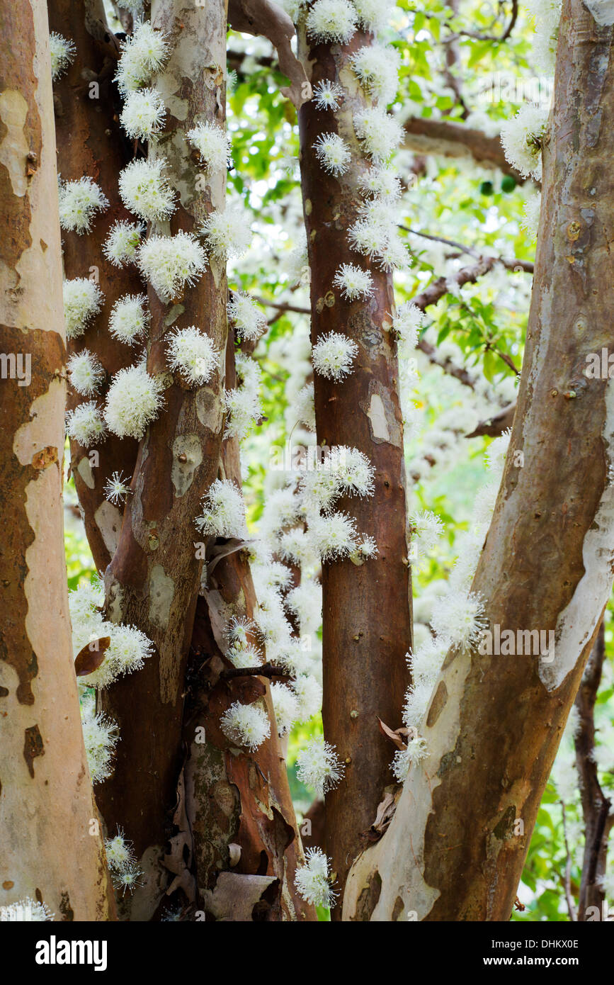 Blooms of the jaboticaba which bears its fruit directly on its trunk.  The jaboticaba is native to South America. Stock Photo