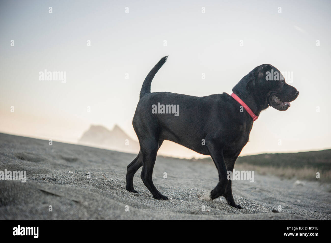perro sharpei en playa de la linea de la concepcion Stock Photo