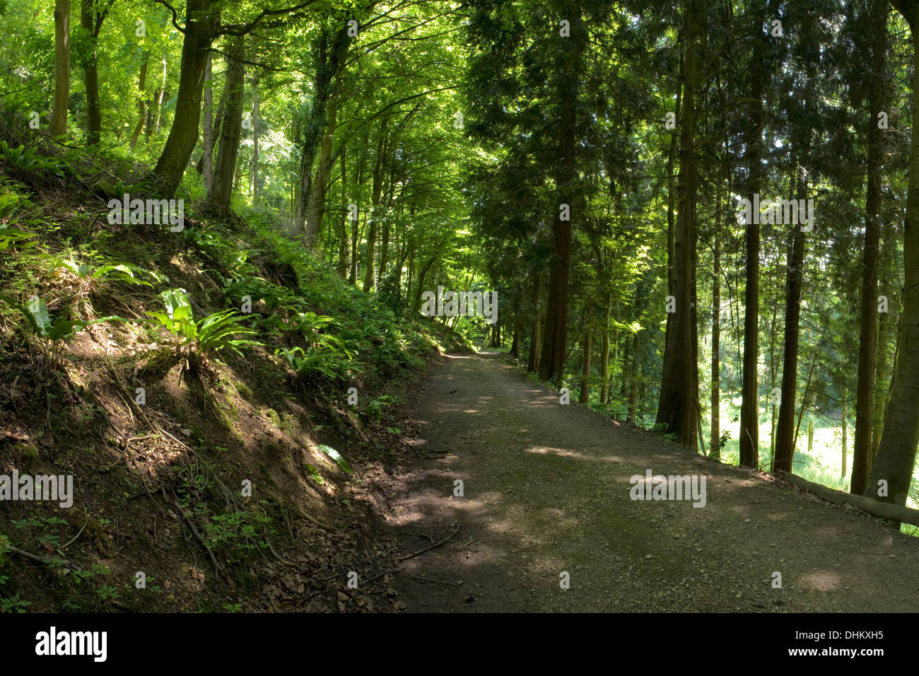 Woodland path hi-res stock photography and images - Alamy