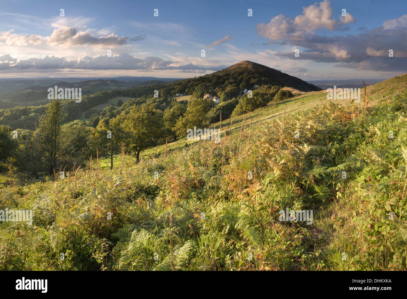 The setting sun side lights the bracken and foxgloves with strong colours on the side of Perseverance Hill, Malvern Hills. Stock Photo
