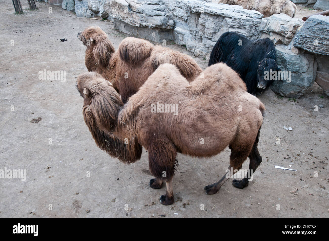Camelus bactrianus known as Domestic or Bactrian camel and Domestic Yak, in Beijing Zoo, Xicheng District, Beijing, China Stock Photo