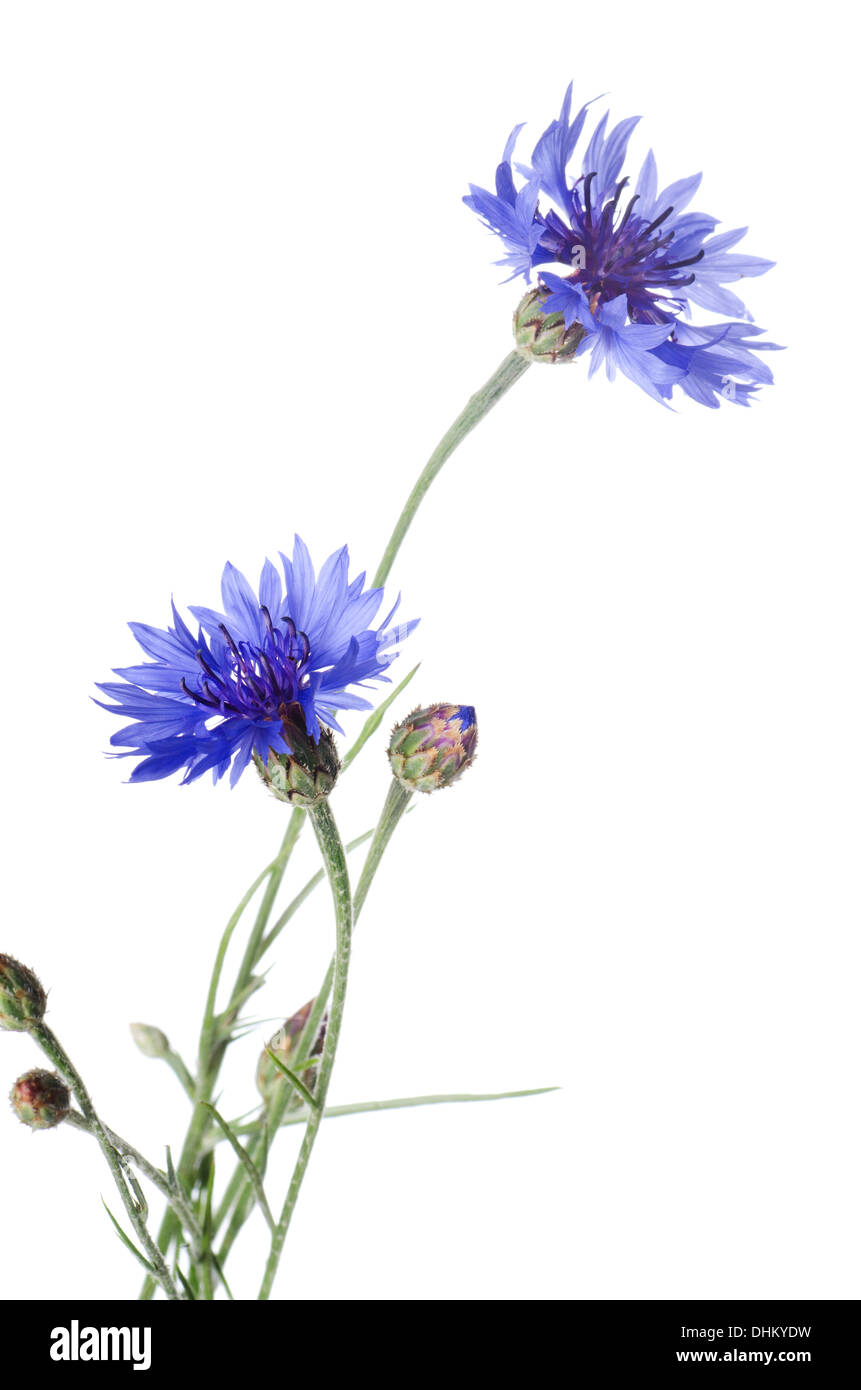 Beautiful blue cornflower Stock Photo