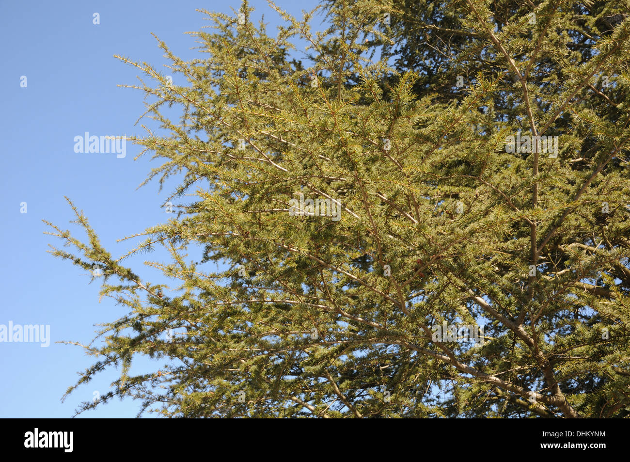 Libanon-cedar Stock Photo
