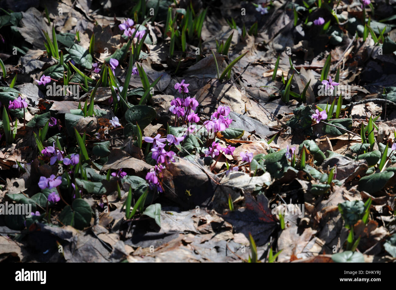 Persian violets Stock Photo