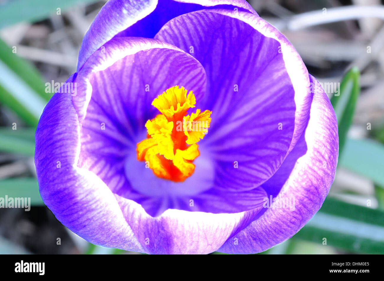 Spring greeting with crocus Stock Photo