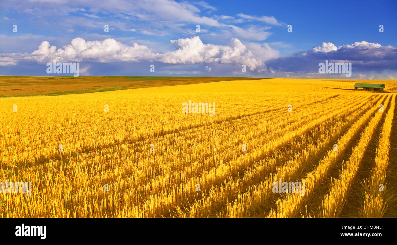 The field after harvesting Stock Photo - Alamy
