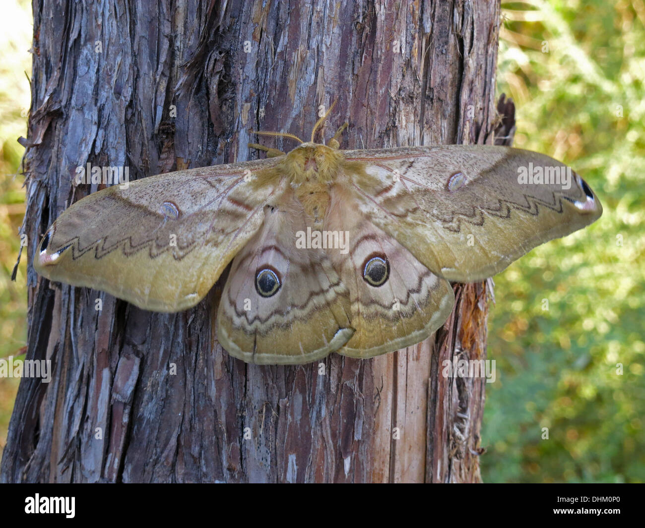 large moth nocturnal insect Japan Stock Photo