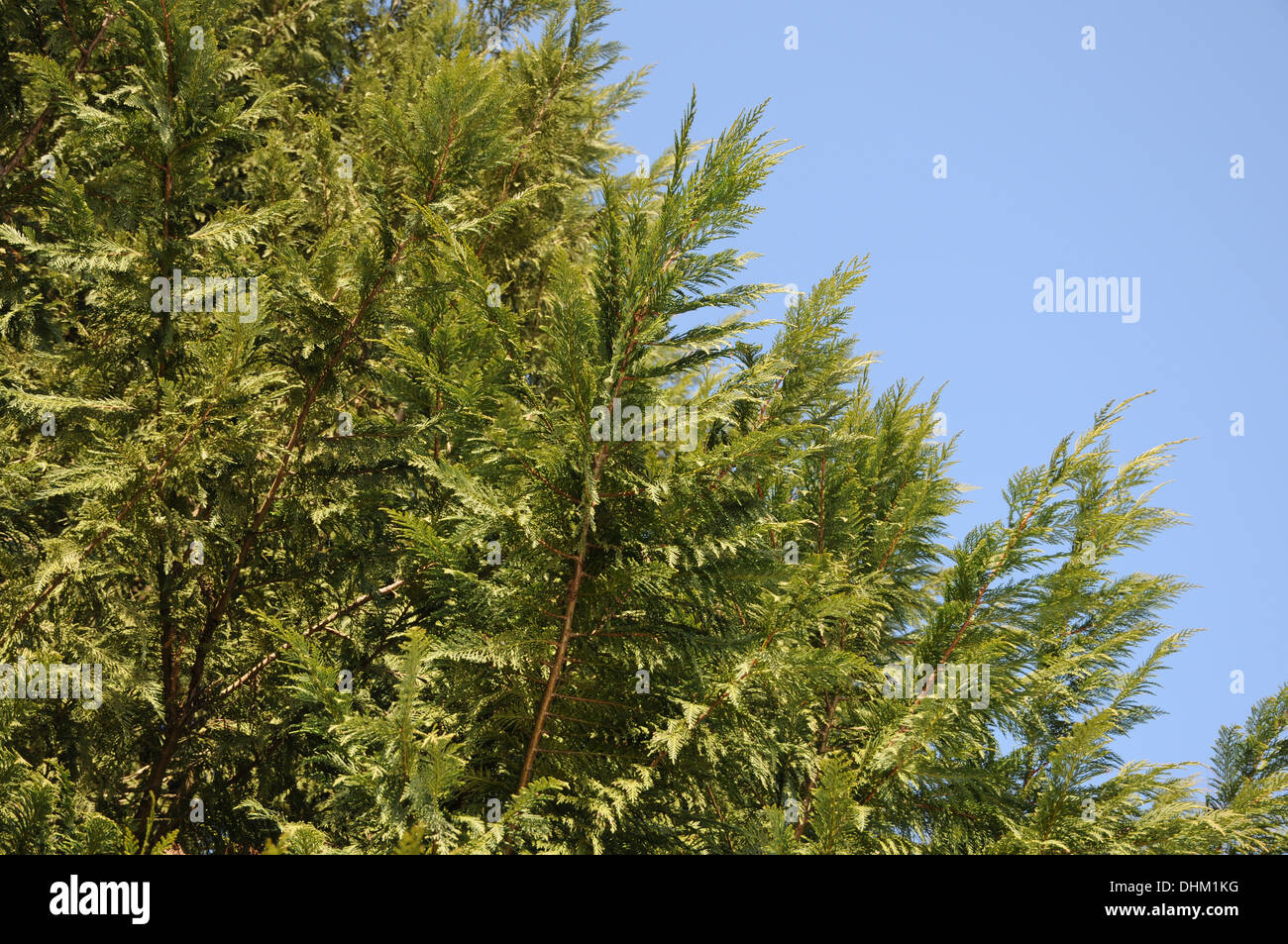 Leyland-cypress Stock Photo