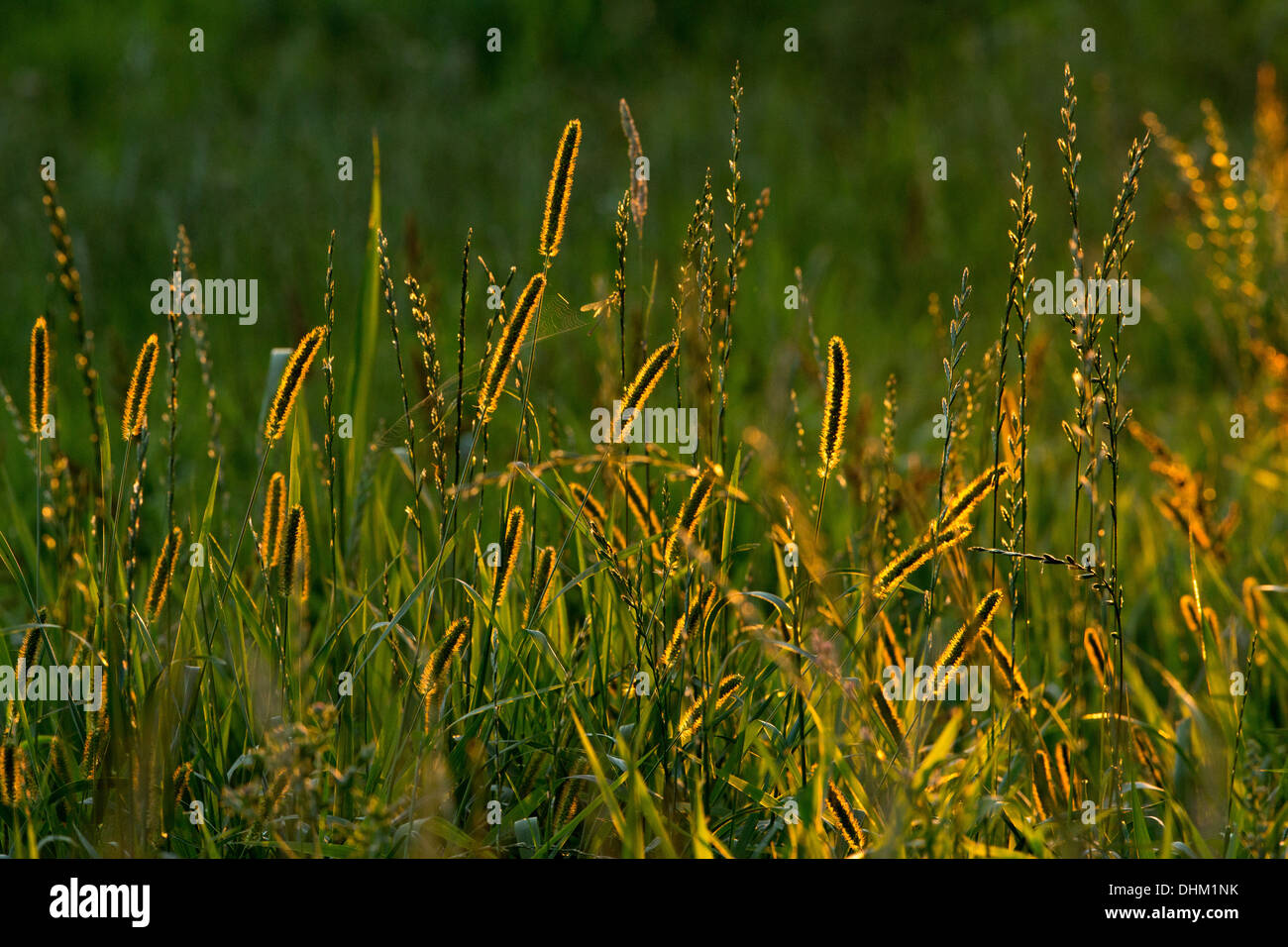 Backlit meadow foxtail Stock Photo