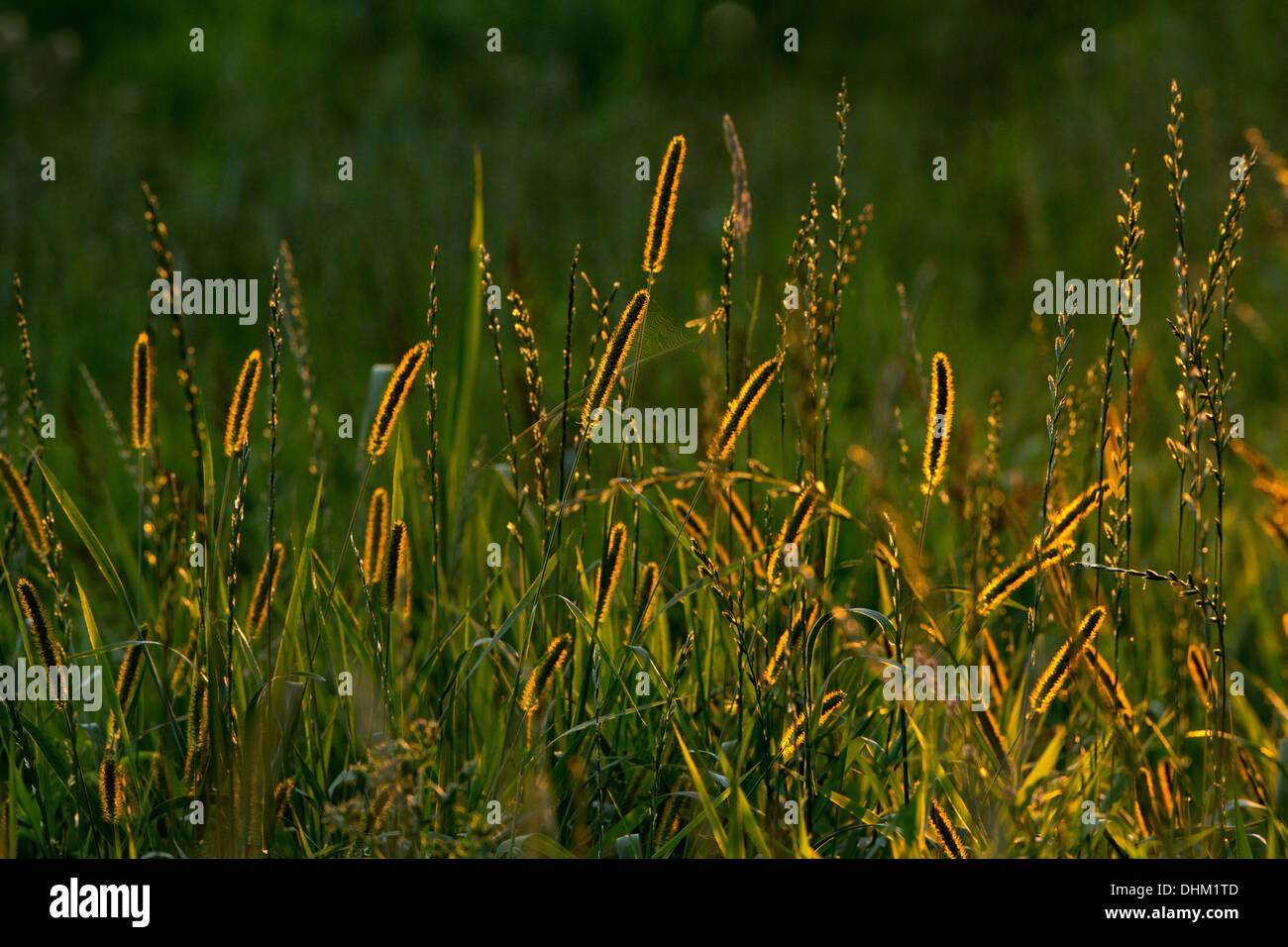 Angiosprerms hi-res stock photography and images - Alamy