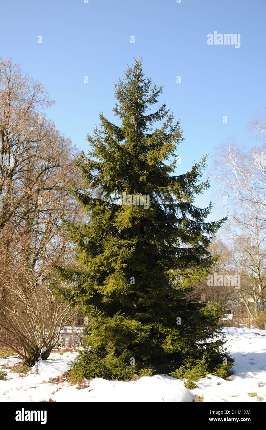 Caucasian spruce Stock Photo