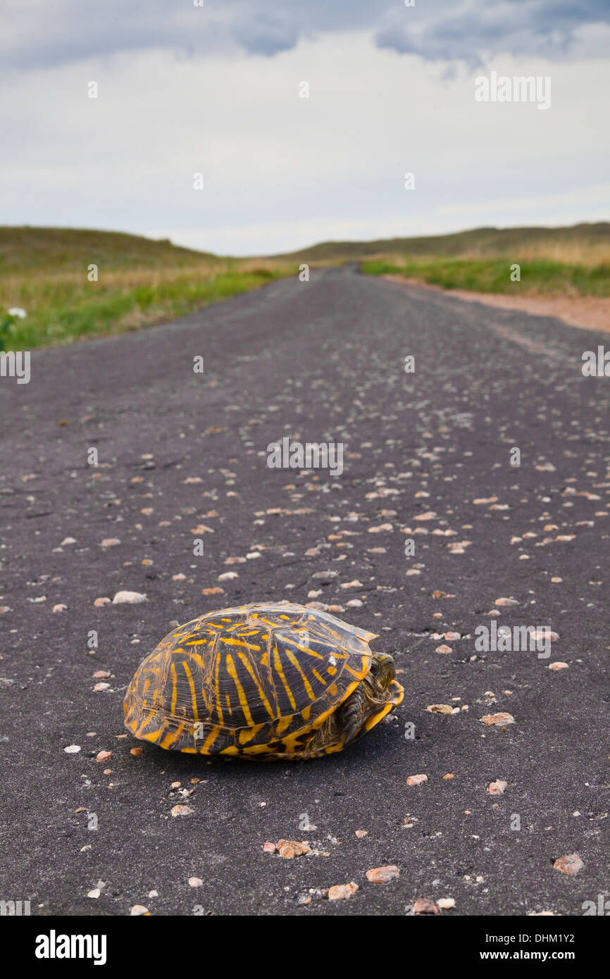 Ornate Box Turtle (Terrapene ornata) on road near Crescent Lake National Wildlife Refuge, Nebraska Sandhills, Nebraska, USA Stock Photo