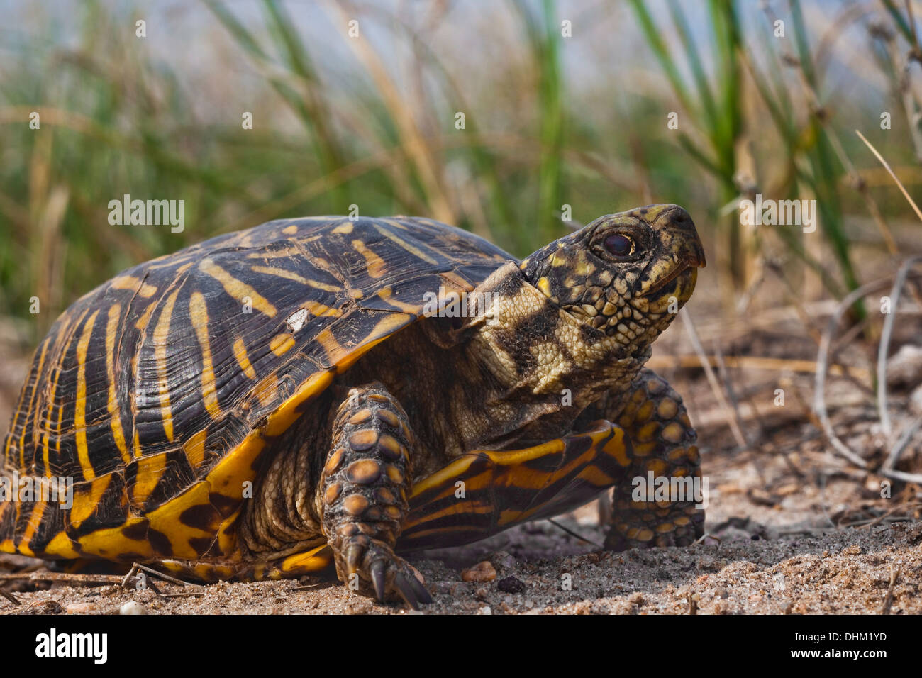 Ornate Box Turtle (Terrapene ornata) near Crescent Lake National Wildlife Refuge, Nebraska Sandhills, Nebraska, USA Stock Photo