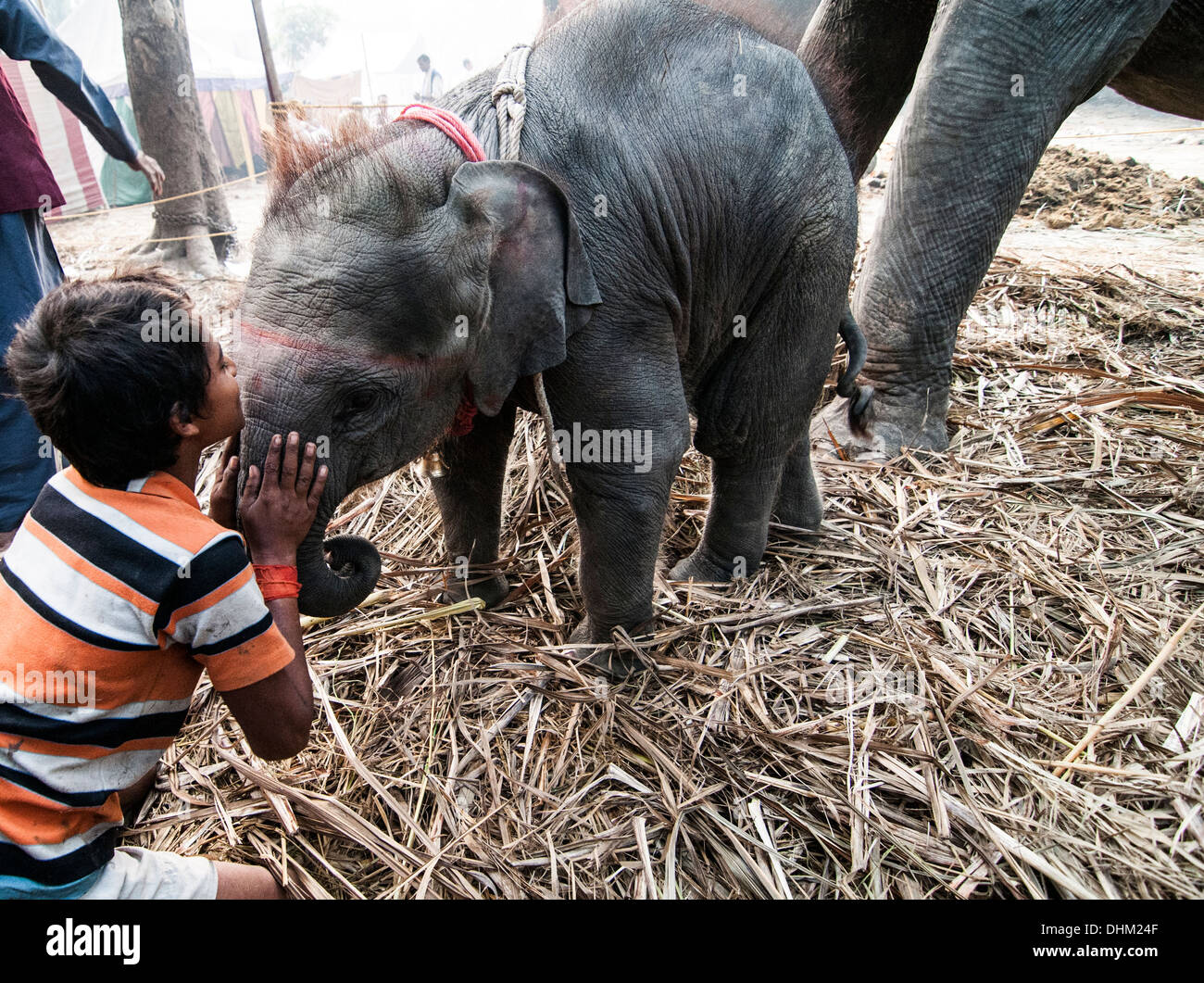 Hugging elephant hires stock photography and images Alamy