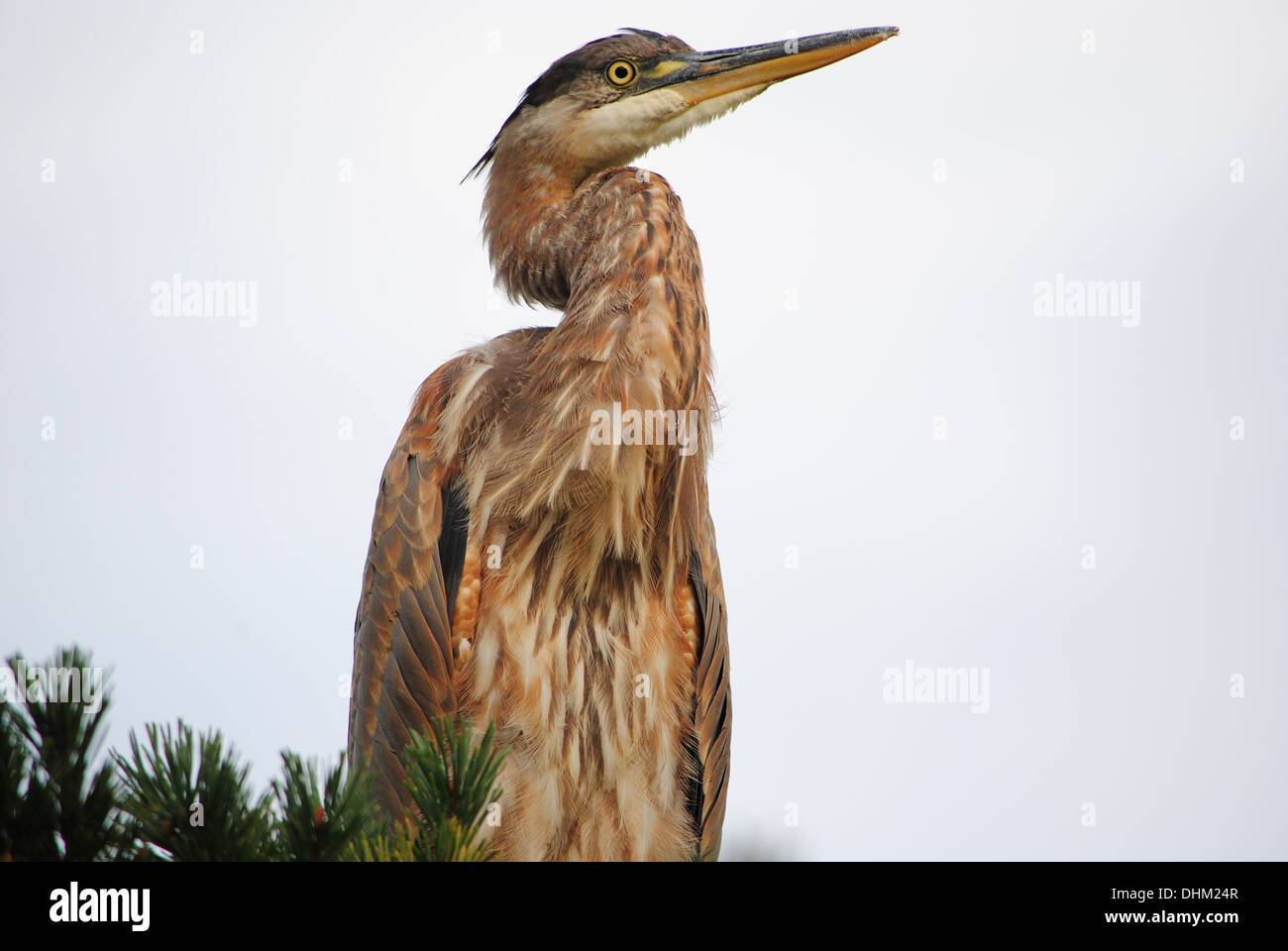 The Blue Heron,profiles at the top of a pine tree,expressing greatness. Stock Photo