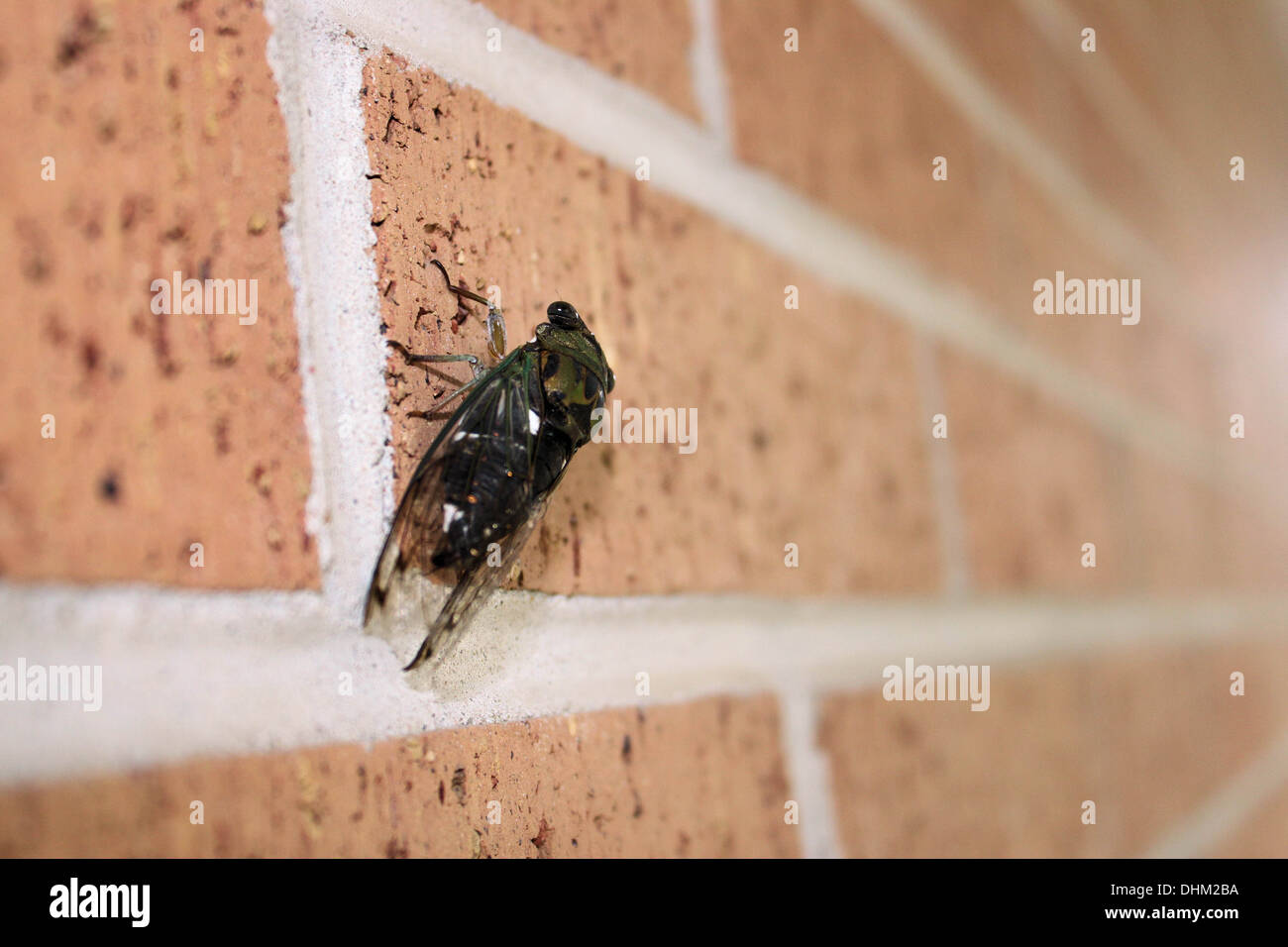 Brick wall bug hi-res stock photography and images - Alamy
