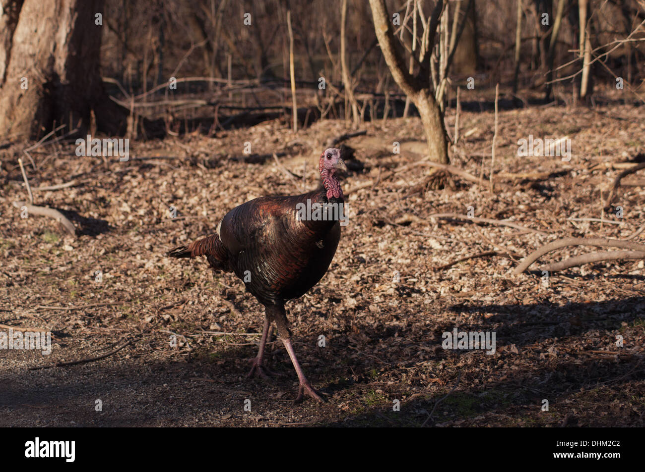 Turkey jake hires stock photography and images Alamy