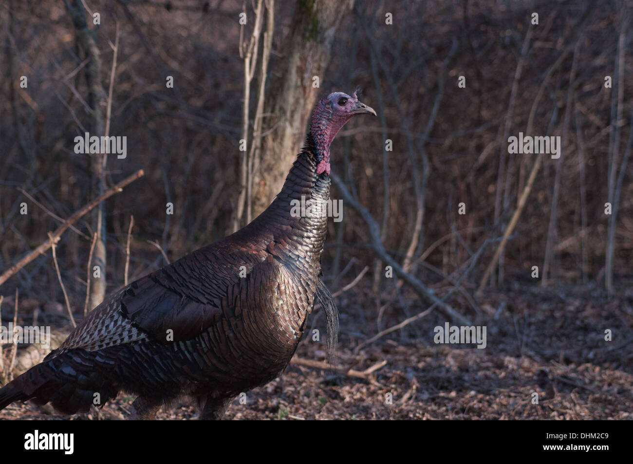 Wild Turkey Jake male walking in woods in fall autumn with leaves on