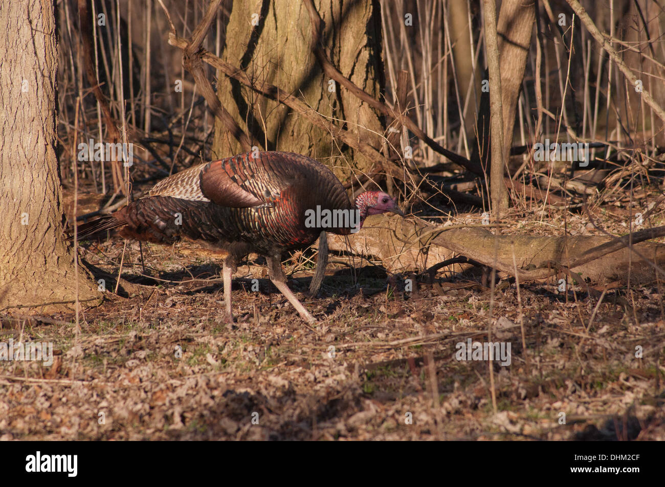 Turkey Jake Stock Photos & Turkey Jake Stock Images Alamy