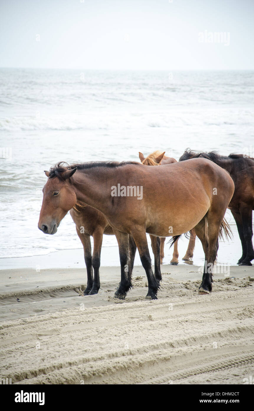 Wild Horses on the Beach north of Corolla in the Outer Banks in North