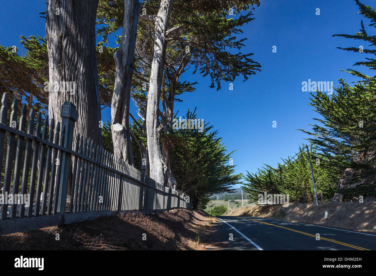 Line of Monterey Cypress trees planted at Cuffey's Cove Catholic Cemetery along SR 1 in Mendocino County, California, USA Stock Photo