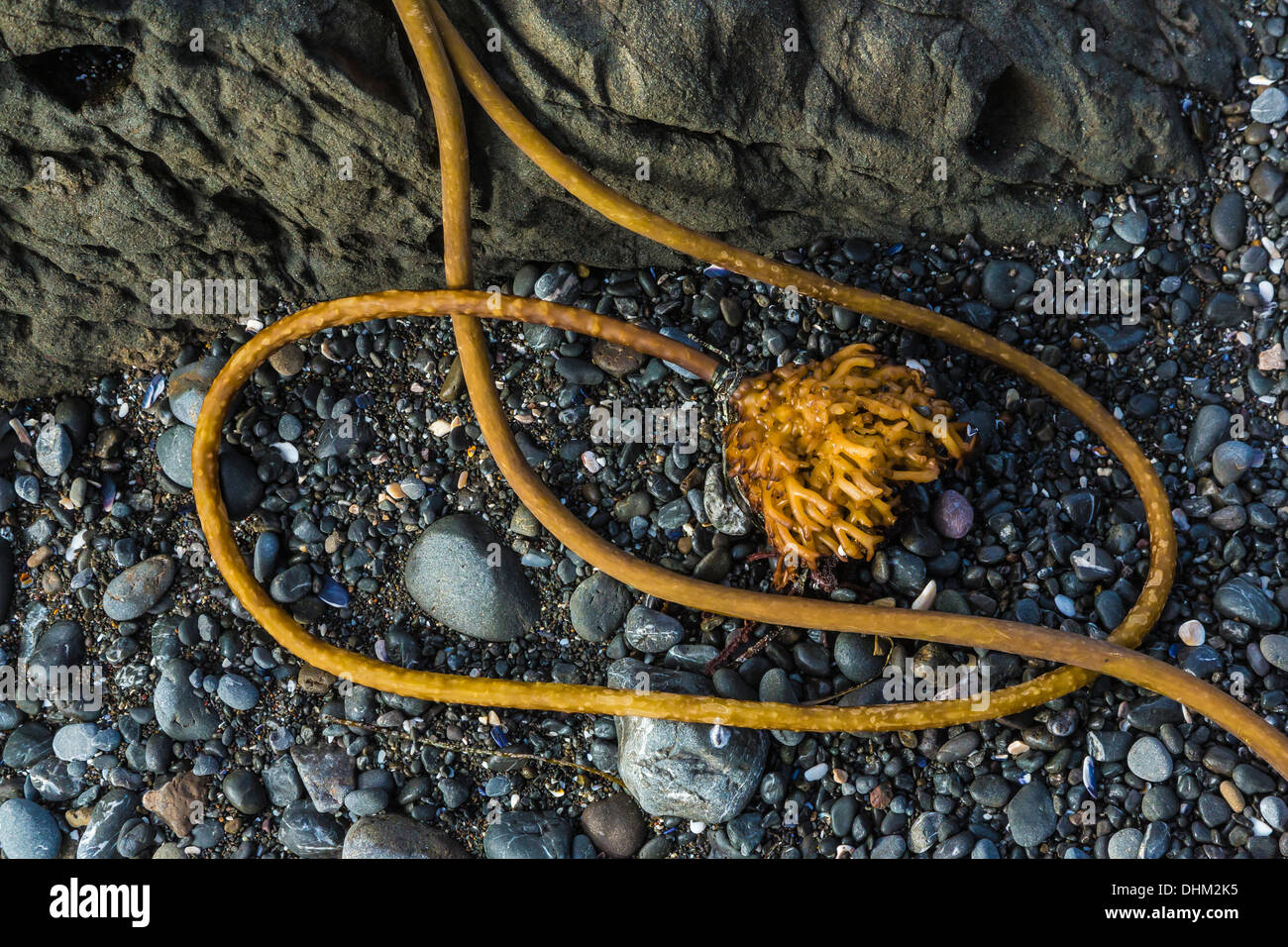 Tangle of Bull Kelp, Nereocystis luetkeana, on stony beach of Laguna Point in MacKerricher State Park, Fort Bragg, California Stock Photo