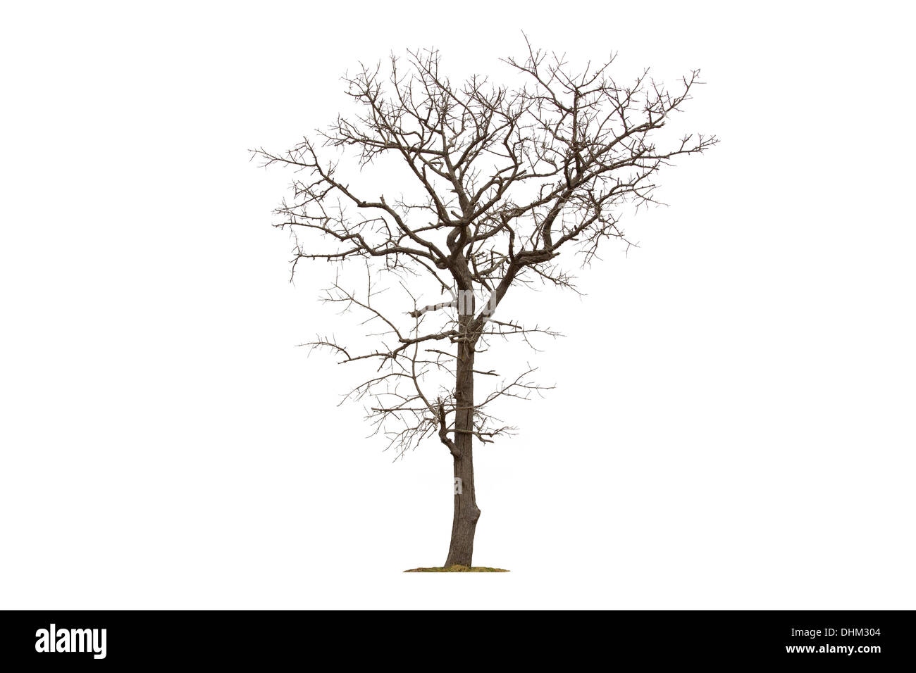Dead tree isolated with white background Stock Photo