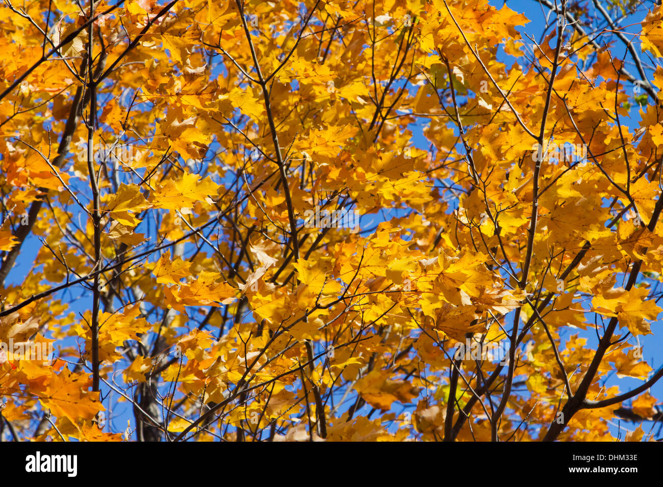 Tree full of golden fall leaves contrast on blue sky background Stock ...
