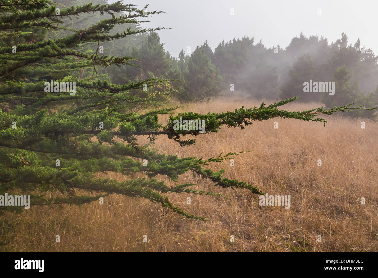 Monterey Cypress, Cupressus macrocarpa, on Laguna Point of MacKerricher State Park, along the Pacific coast, California, USA Stock Photo