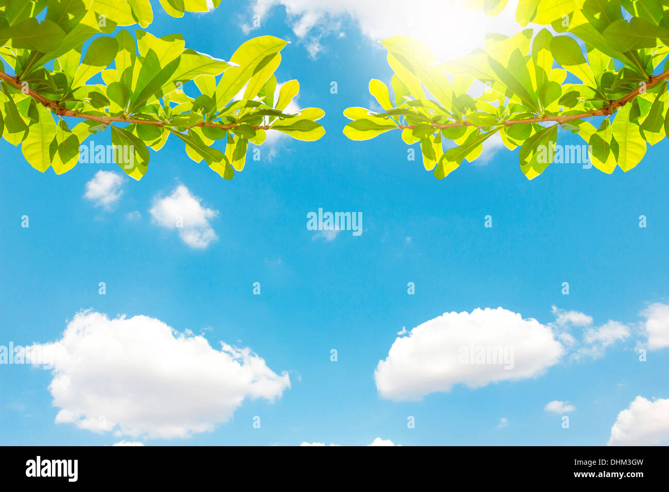 The Leaves view with blue sky and cloud Stock Photo - Alamy